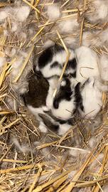 Conigli testa di leone