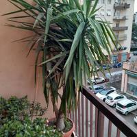 Tronco della Felicità Yucca