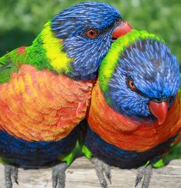 Coppia di Lorichetti Arcobaleno