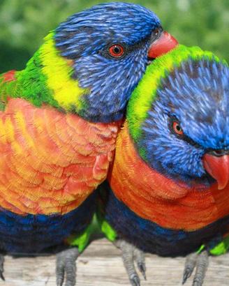 Coppia di Lorichetti Arcobaleno