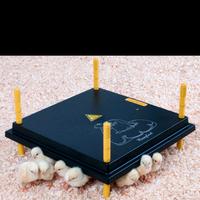 chioccia artificiale 