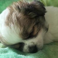 Meravigliosa chihuahua femmina pedigree