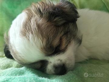 Meravigliosa chihuahua femmina pedigree