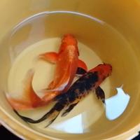 Due Butterfly Koi 20 e 18 cm