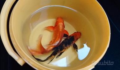 Due Butterfly Koi 20 e 18 cm