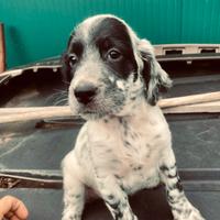 Setter inglese bianco nero altissima genealogia