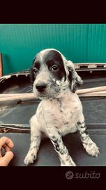Setter inglese bianco nero altissima genealogia