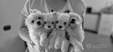 Cuccioli di maltese