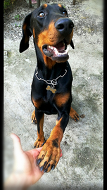 Dobermann maschio per accoppiamento