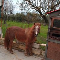 Cavallo pony