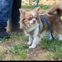 Stallone chihuahua per accoppiamento