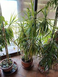 Piante grandi di Dracaena Marginata