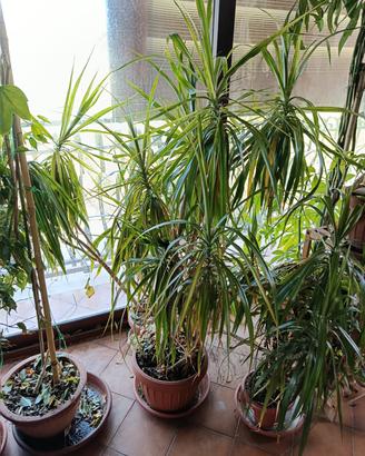 Piante grandi di Dracaena Marginata