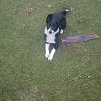 Cucciolona Border Collie