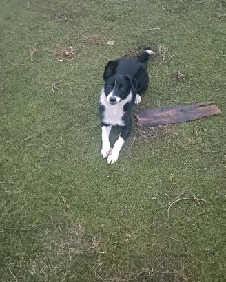 Cucciolona Border Collie