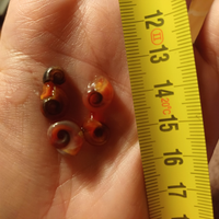 Lumache e piante acquario