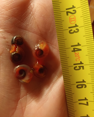 Lumache e piante acquario