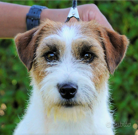 Femmina Di Jack Russell Terrier Pelo Broken