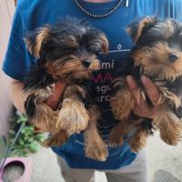 Yorkshire terrier taglia piccola