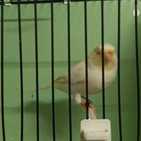 Canarino maschio giallo avorio