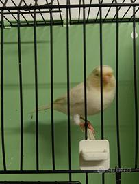 Canarino maschio giallo avorio