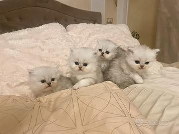 Persiano chinchillà