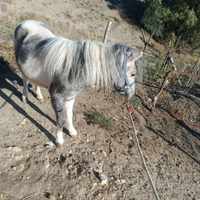 Pony