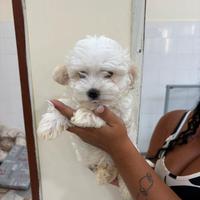 Maltipoo