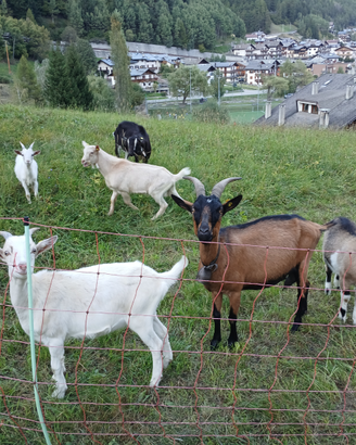 Capretta