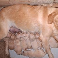 Golden Retriever, cuccioli reserve
