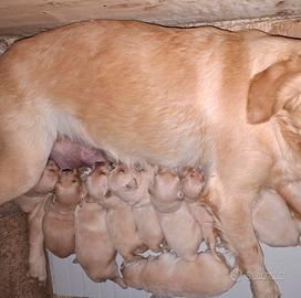 Golden Retriever, cuccioli reserve
