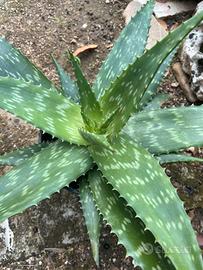 Aloe variegata