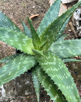 Aloe variegata
