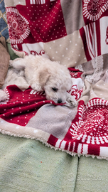 Cuccioli barboncino Toy-Nano Pedigree a Natale