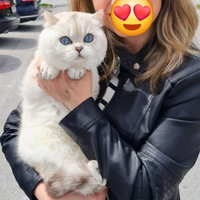 Gatto Scottish per accoppiamento monta British