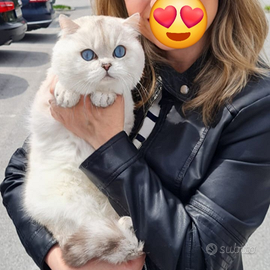 Gatto Scottish per accoppiamento monta British