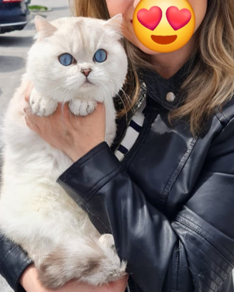 Gatto Scottish per accoppiamento monta British