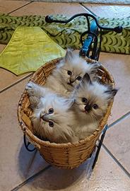 Ragdoll cuccioli