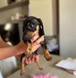 Cucciolo Bassotto Kaninchen