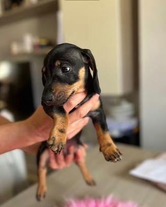 Cucciolo Bassotto Kaninchen