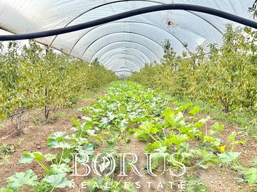 Azienda Agricola - Sessa Aurunca