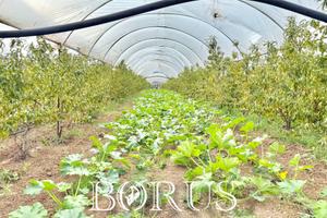 Azienda Agricola - Sessa Aurunca