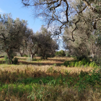Terreno agricolo con alberi ulivo