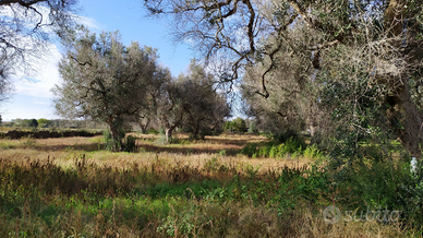 Terreno agricolo con alberi ulivo