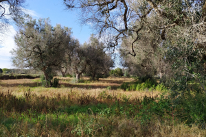 Terreno agricolo con alberi ulivo