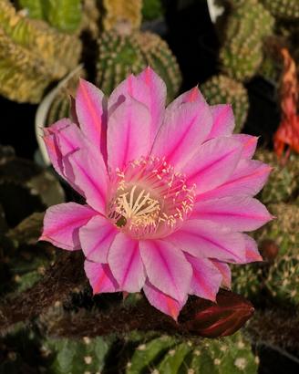 Echinopsis Riqu115.2