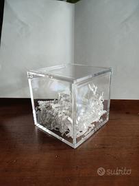 Scatole plexiglass 