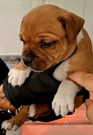 Staffordshire bull terrier