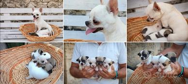 Cuccioli di chihuahua - solo maschi