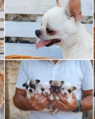 Cuccioli di chihuahua - solo maschi